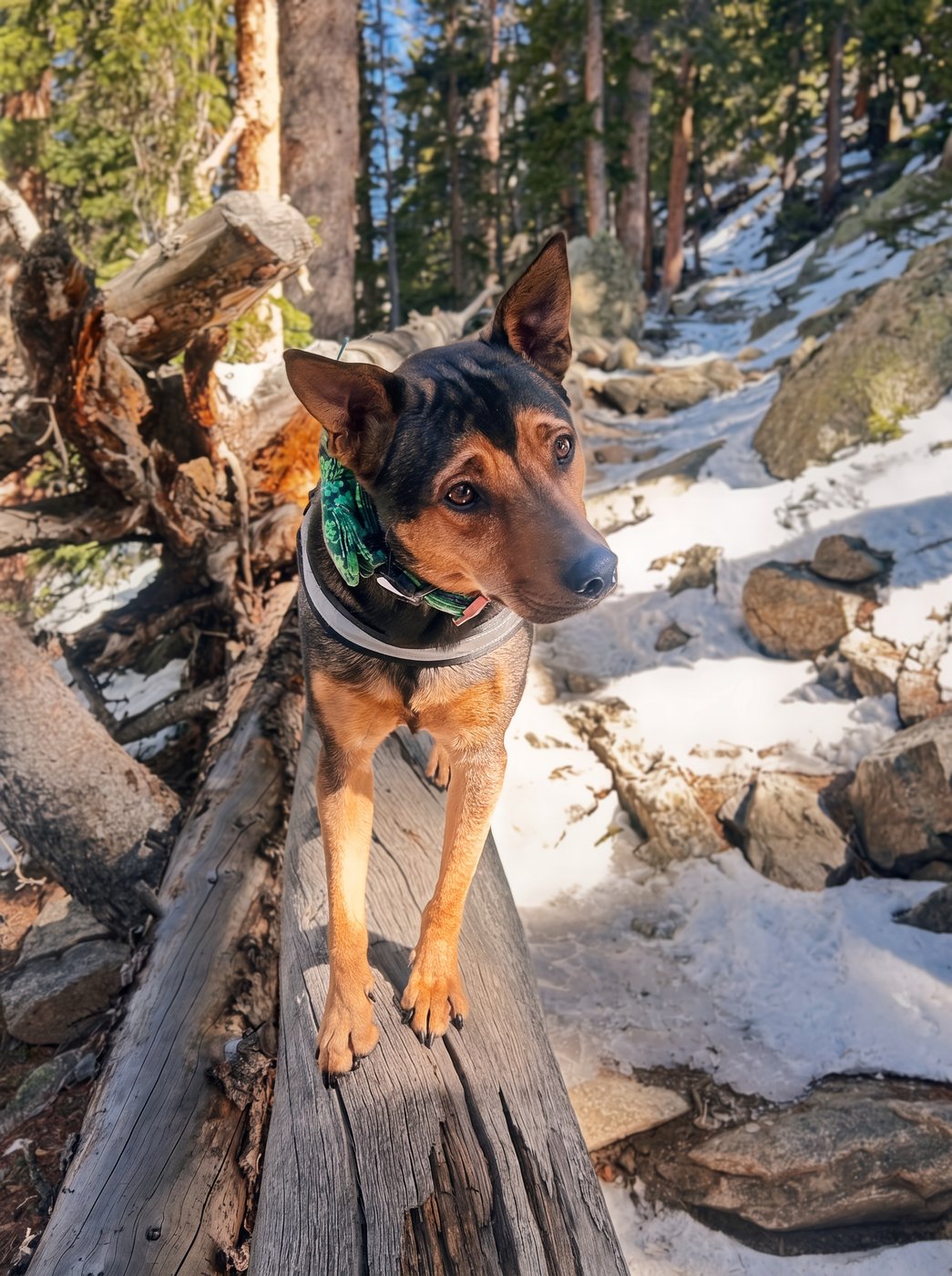 Summit, a rescue mutt therapy dog in training, standing on a fallen log in a Colorado forest